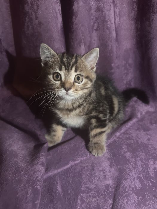 Продам шотландских котят