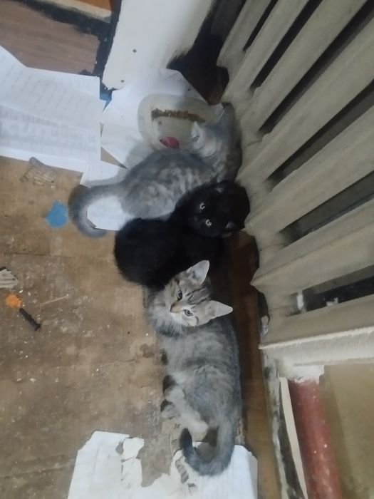 Котята Даром 3 мес