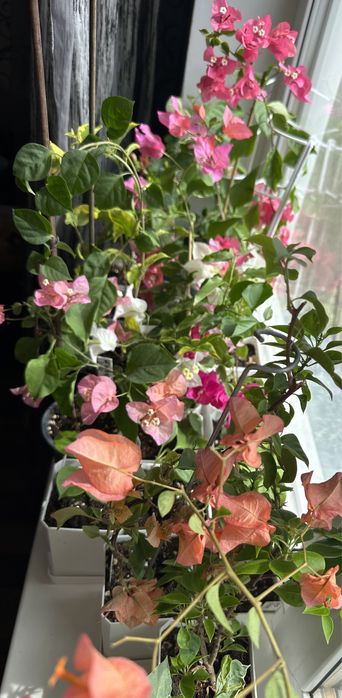 Продам Бугенвиллии