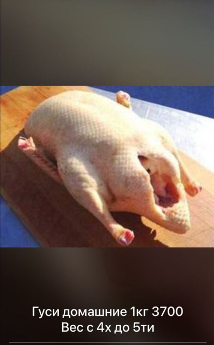Гуси Тушки Домашние