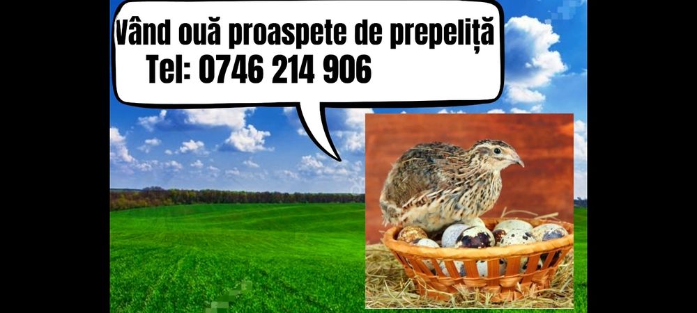 Vând oua proaspete de prepeliță