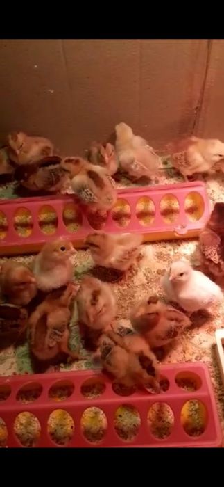 Цыплята голландские красные