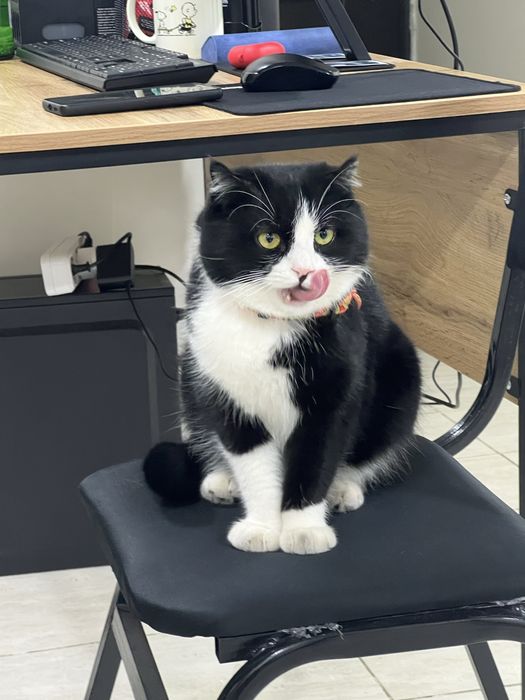 Молодой породистый кот для вязки