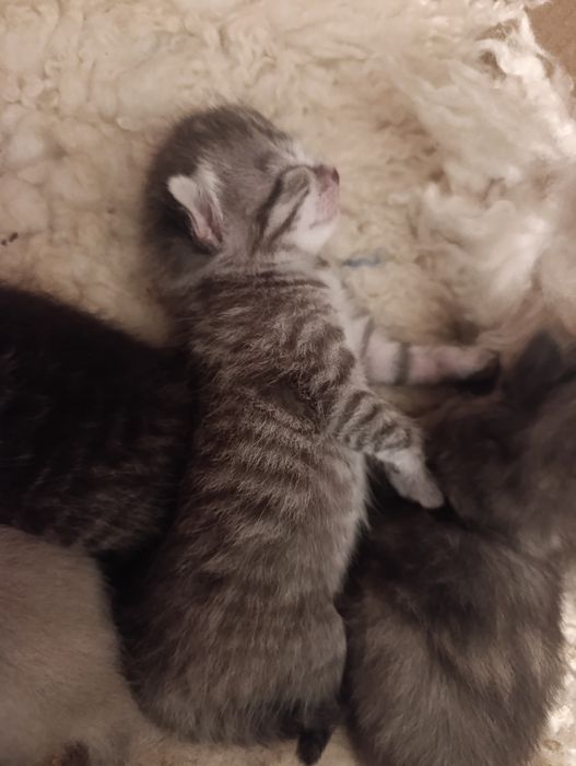 Открывается бронь на котят