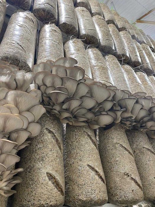 блоки грибов вешенок