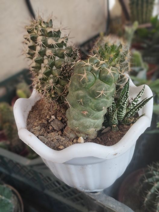 Калекцион кактусладан композиция.