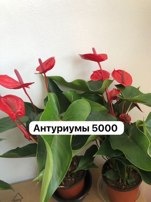 Комнатные растения
