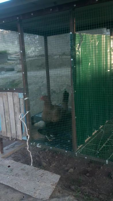 Tovuqla uchun katak sotiladi