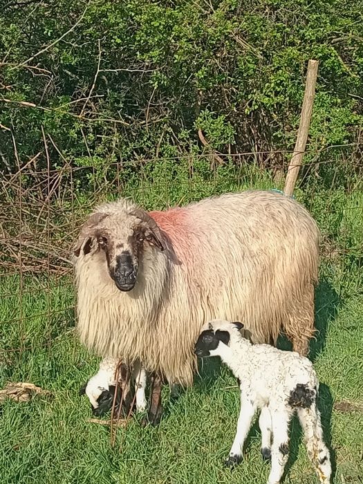 O oaie cu doi miei de vânzare Dârlos 0743809104 1.200 lei