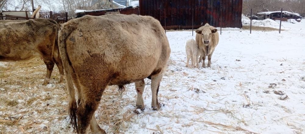 Продам быка 2 года