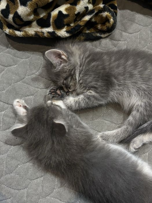 котяткииии только в ДОБРЫЕ РУКИ!