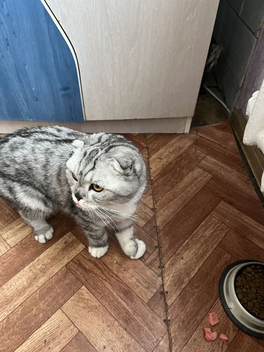 Продается Вислоухая кошка