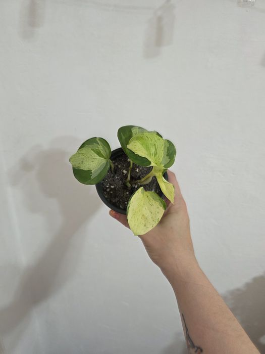Продам комнатное растение - эпипремнум (сорт Marble Apple)