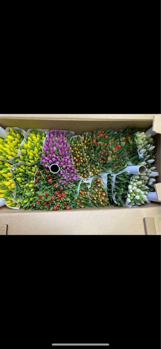 Тюльпаны отпом.