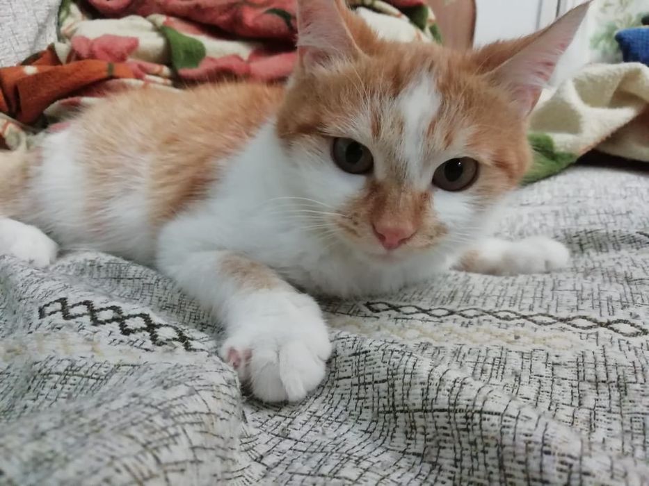 Котик рыжий ищет хозяев