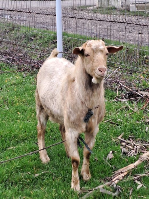 Țapi tineri de vanzare