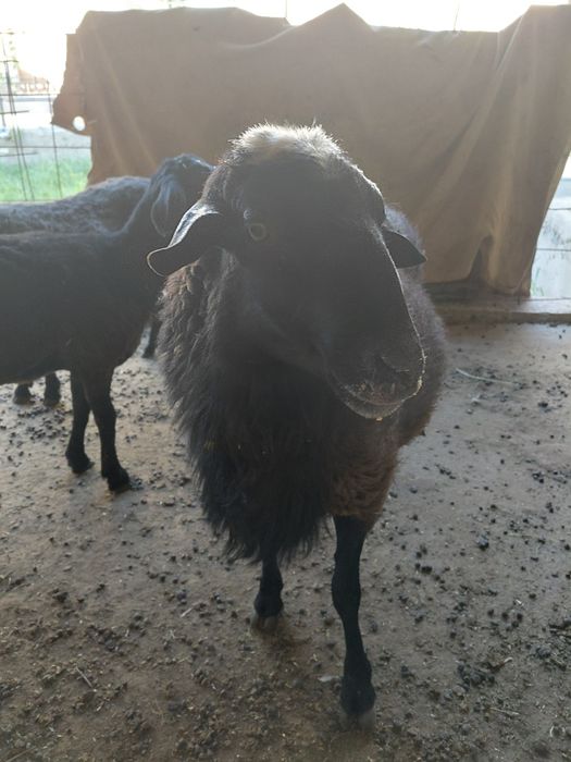 Рамонов зотли кучкор