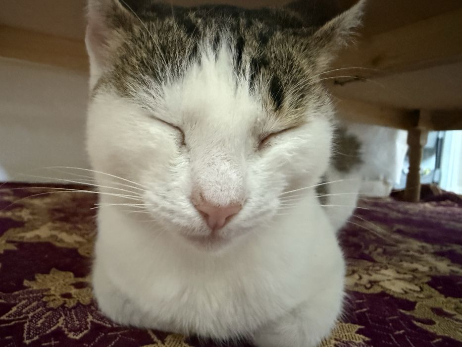 Котик в добрие руки