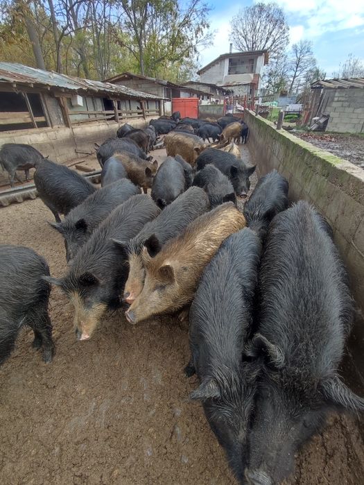 Прасета/прасенца всякакви килограми източнобалканска свиня
