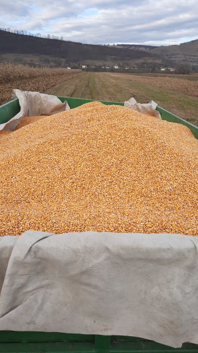 Vând porumb  boabe