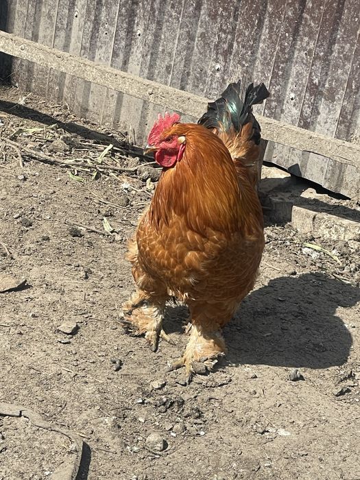 Продам молодых петухов