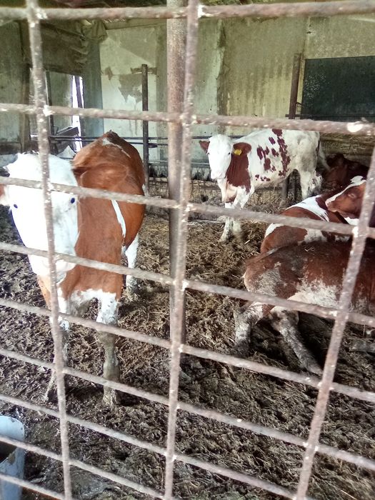 Vând vitei între 150 și 300kg