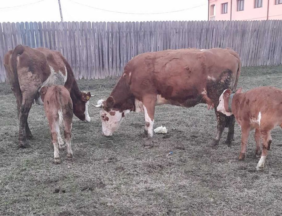 Vand 2 vaci de rasa Baltata Romaneasca fiecare, avand 2 vitele fiecare
