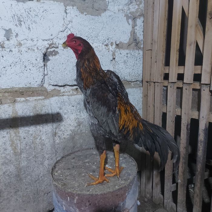 Корейц китай джужа июнски