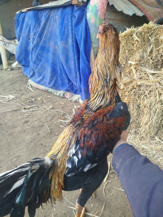 Dakang xoroz  tozasi