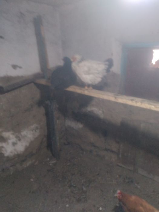 Продам куреи оптом 9 шт