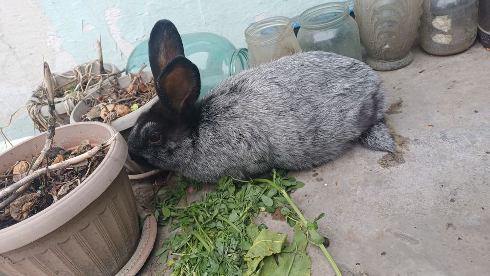 Продам кролиху и крола