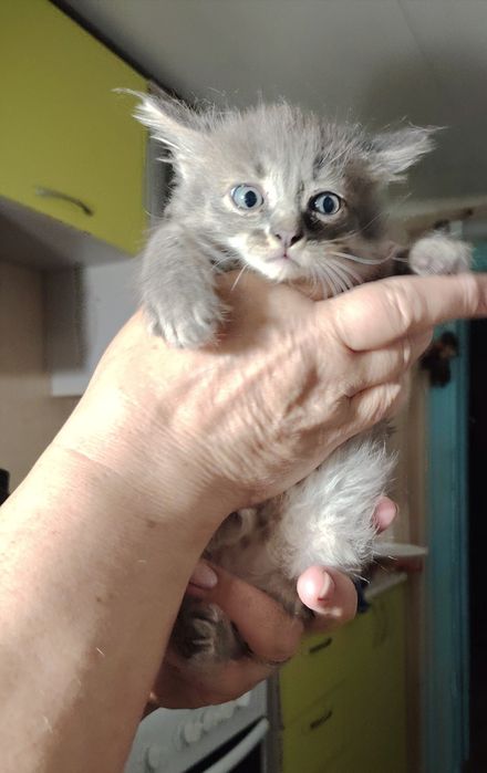 Отдам котят в добрые  руки