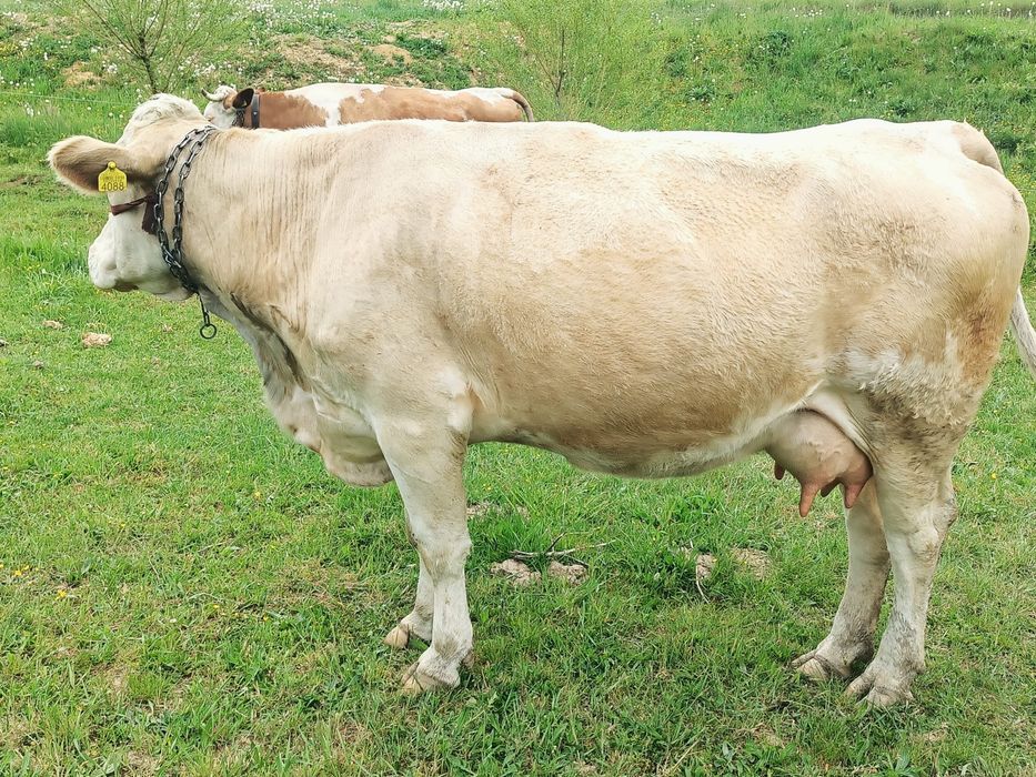 Vand vaca baltata roameasca