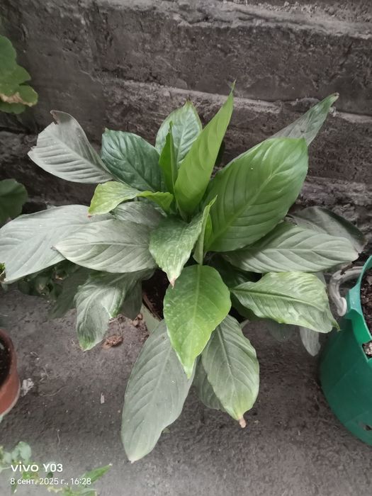 Комнатные цветы разные