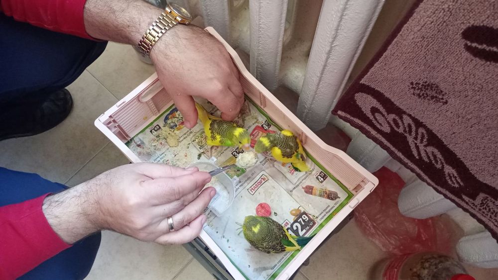 Ръчно хранени социални вълнисти папагали.