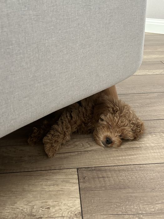 Продам мальтипу F1