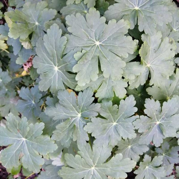 Здравец в контейнер