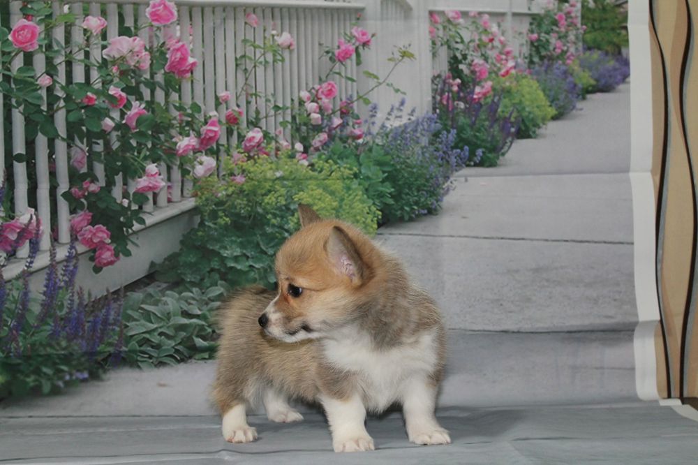 Продам щенков вельш корги пемброк