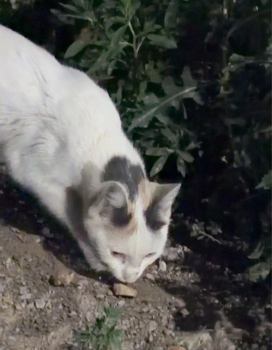 Кошечка ищет дом