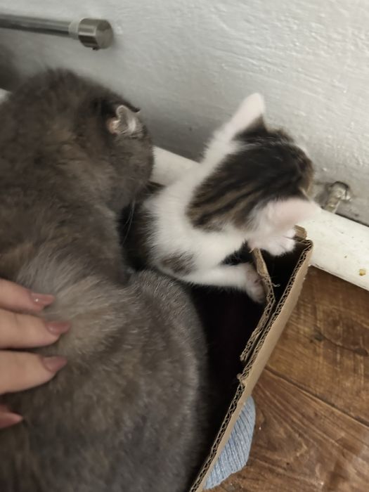 Бесплатно котята