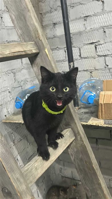 Отдам даром котят