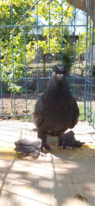 Голуби игровых кровей