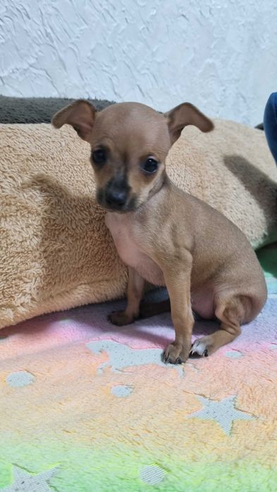 Русский той-терьер мини