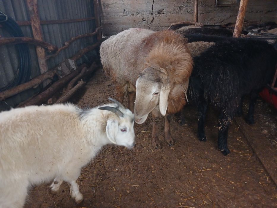 ТұқымдыққаҚошқарлар