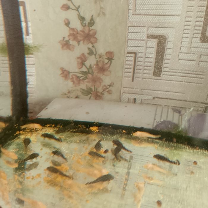 Продам аквариумных рыбок