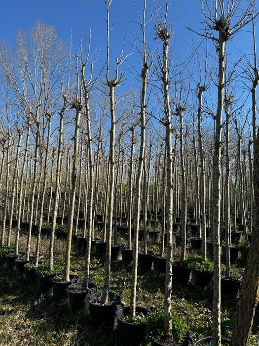 Platan acerfolia  catalpa globular