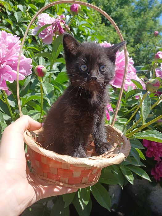 британские котята
