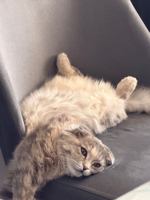 Котенок котенок котенок