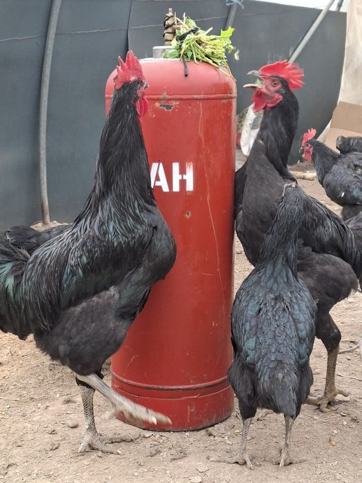 Кора шахзода хуроз. Эски зот.