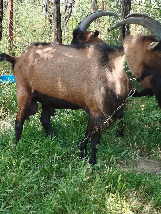 Țapi de rasa de vanzare